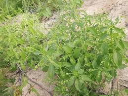 Image result for Micrococca mercurialis