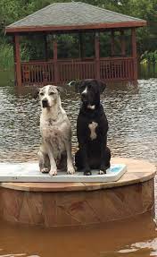 Maybe you would like to learn more about one of these? Hurricane Harvey Flooding How To Help Save Animals Pets