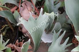 Image result for parožnatka Platycerium