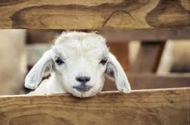 Kurban Bajram 2020 Vsyo Chto Nuzhno Znat