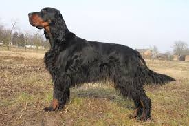 Image result for skotský setr gordonsetr