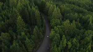 134 Misty Washington Woods Stock Video Footage