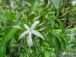 Image result for Jasminum schimperi