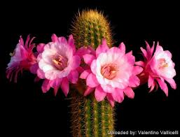 Image result for Stolzia kalkhof-roseae