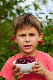 4,250 Cherries Ripe Picking Stock Photos