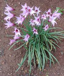 Reen Lelies Stormlelies Flowers Plants