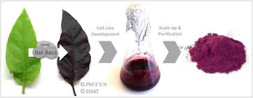 The method of immobilized plant cells has been found very effective for the production of secondary metabolites. Colour Bio Factories Towards Scale Up Production Of Anthocyanins In Plant Cell Cultures Sciencedirect