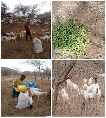 Image result for Astripomoea lachnosperma