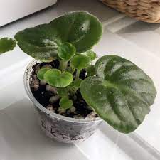 The Best Method To Grow An African Violet From A Leaf African Violets Plants African Violets Violet Plant