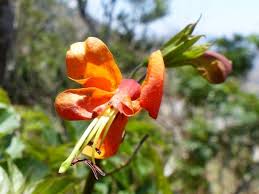 Image result for Tecomaria nyassae