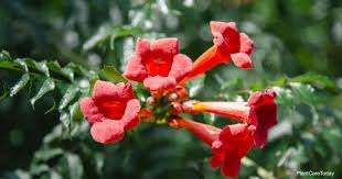 Check spelling or type a new query. How To Kill Trumpet Vine Plantcaretoday Com