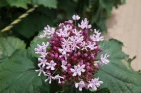 アジサイに似た花の名前は 白やピンク 緑 青の種類や秋咲きで考えられる植物は パワースポット巡りでご利益を 開運ネット