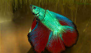 Artificial leaf betta hammock fish rest bed aquariums for fish a4z1 n5o3. Betta Zoo Med Laboratories Inc