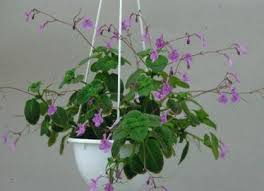 Image result for Streptocarpus glandulosissimus