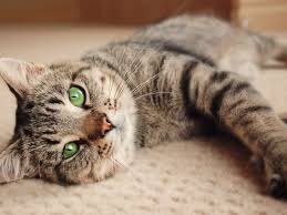 ‪Cats: Facts about our feline friends | Live Science‬‏