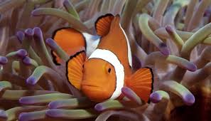 Maybe you would like to learn more about one of these? Anemon Laut Tumbuhan Atau Hewan Tekno Tempo Co