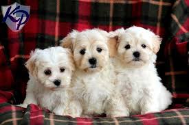 The current median price of shih tzus in texas is $1,275.00. Puppy Finder Find Buy A Dog Today By Using Our Petfinder Maltipoo Puppy Maltipoo Puppies For Sale Maltipoo
