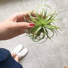 Gak Sabar Nunggu Kamu Berbunga Tillandsia Love Instagram Posts Instagram Hoop Wreath