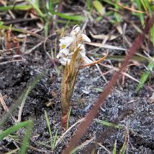 Image result for Zeuxine