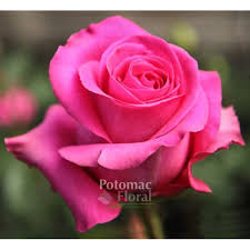 The fungus can spread from these dying tissues into healthy ones, destroying whole trees if left untreated. Pink Floyd Rose Raspberry Fuchsia Beautiful Roses Rose Varieties Beautiful Flowers