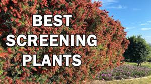 Rock cotoneaster grows to between 2 and 3 ft. Australian Native Plants For Hedges Screening Ground Covers Updated 2018
