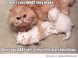 Funnies Quotes Cat Quotes Funny Funny Animals Funny Animal Pictures