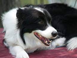 Border Collie At The Allora Show 2008 Collie Border Collie Rough Collie