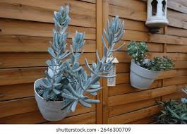 Image result for tbn:HNtrRnQBmFuaxM::www.bluechopsticks.com/img_large/800CC_0805S1015.jpg