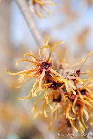 Image result for Hamamelis mollisi