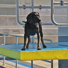 Yukicares Posted To Instagram Darf Ich Vorstellen Sepp Der Turmspringende Wasserratterich Er Ist Das Neueste Opfer Unserer Fotosessions Animals Dogs