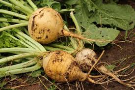 Resultado de imagen de nabo