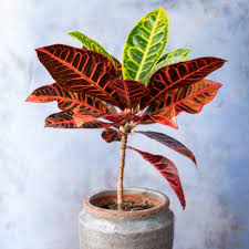 On sait désormais que les plantes d'intérieur ont un véritable effet antistress. Plante D Interieur Le Croton Les Amenagements Fleurs O Pave