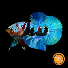 Pin By James Jan On Betta Splendid Betta Betta Fish Beautiful Fish