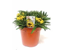Alles zu standort, pflege, pflanzen und überwintern. Goldlack Floraself H 40 60 O 14 Cm Sortiert Kaufen Bei Hornbach Ch
