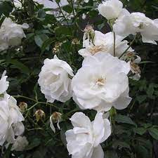 Roses Roger S Gardens Rose Rose Trees Rose Varieties