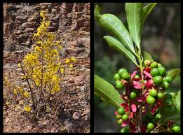 Image result for Ochna confusa
