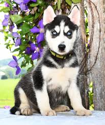 Loyal Siberianhusky Cute Animals Cute Dogs Dog Breeder
