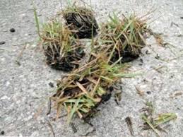 Avoid application of this product near the roots of newly planted ornamentals. Zoysia Gras Plugs Richtungen Fur Die Bepflanzung Von Zoysia Plugs Haenselblatt Com