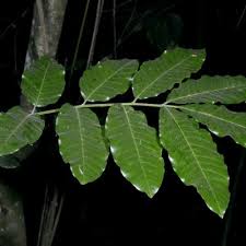 Image result for Sorindeia juglandifolia