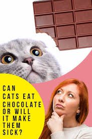 You should avoid letting your cat eat small amounts of chocolate, as any amount may cause illness. Can Cats Eat Chocolate Or Will It Make Them Sick