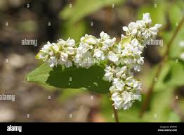 Image result for Isoglossa ciliata