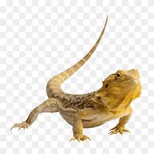 Maybe you would like to learn more about one of these? Chameleon Reptiles Animal Biological Reptile Png Pngwing
