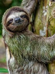 Donthurrybehappy Sloth Photos Animals Cute Sloth Pictures