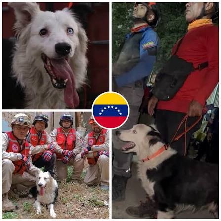 🇻🇪🐾 Tsunami: el perrito que está haciendo historia entre los escombros  de Venezuela. 🙏🏼 Hace algunos años, Tsunami estuvo a punto de morir. Fue  abandonado, sufría un severo caso de sarna y