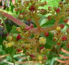 Image result for Cyphostemma montanum