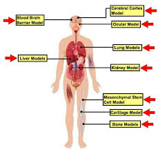 The liver is the largest gland in the body, weighing between 1 and 2.3 kg. 3d Cell Culture For Life Science Research Sanbio Bv Sanbio