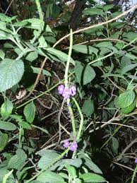 Image result for Stachytarpheta urticifolia