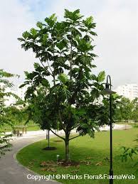 Image result for Artocarpus