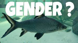 Up to 10 years size: How To Identity In Bala Shark Silver Shark Who Is Male And Female Prathmesh Aquatics Youtube