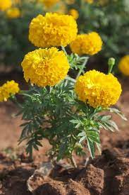Veja mais ideias sobre flores amarelas, flores, rosas amarelas. Flores Amarelas 12 Especies Para Iluminar Sua Decoracao